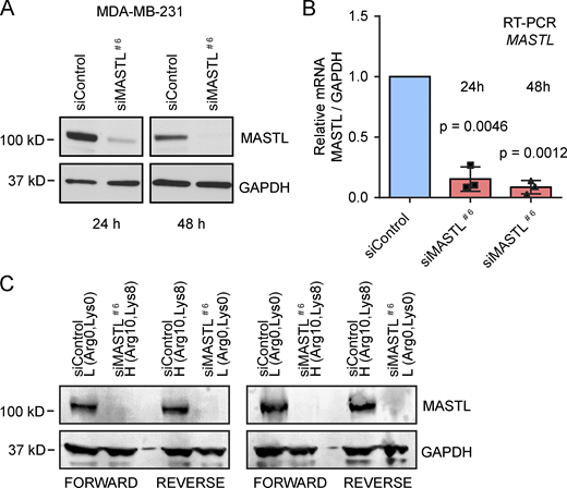 MASTL silencing confirmed with Western blot and RT-PCR (for experiments related to Fig. 4). (A) Western blot analysis of MASTL and GAPDH 24 h and 48 h after silencing of MASTL#6 in samples used for the transcriptional analysis, MDA-MB-231 cells. (B) RT-PCR of MASTL relative to GAPDH 24 h and 48 h after silencing of MASTL#6 in samples used for the transcriptional analysis (n = 3 independent experiments, mean ± SD, unpaired t test, MDA-MB-231 cells). (C) Western blot analysis of MASTL and GAPDH 48 h after silencing of MASTL#6 in MDA-MB-231–labeled cells used for the total proteome analysis (MDA-MB-231 cells). H, heavy isotopes (Arg10, Lys8); L, light isotopes (Arg0, Lys0). See also Table S1.