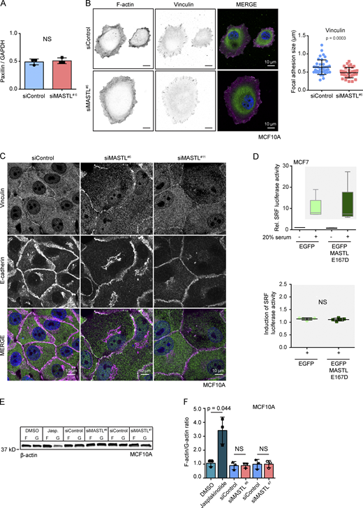 MASTL regulation of vinculin-positive focal adhesions and SRF activity (related to Fig. 8). (A) Quantification of paxillin levels after MASTL silencing. Protein levels are normalized by GAPDH (n = 3 biologically independent experiments, mean ± SD, unpaired t test). (B) Representative images of F-actin (Phalloidin-Atto), vinculin, and DAPI staining in siControl and siMASTL (48 h silencing) MCF10A cells plated on collagen for 2 h, and quantification of focal adhesion size based on vinculin staining (three independent experiments). Images were acquired on a 3i CSU-W1 spinning disk confocal. (C) Representative staining of vinculin and E-cadherin in confluent siControl, siMASTL#6 and siMASTL#11 MCF10A cells. Images were acquired on a 3i CSU-W1 spinning disk confocal. (D) Relative SRF luciferase activity. MCF7 cells expressed EGFP control and EGFP-MASTL E167D together with the SRF reporter 3D.Aluc and RLTK Renilla luciferase transfection control under serum-starved conditions and after stimulation with 20% serum. (E) Western blot of β-actin in F- and G-actin fractions of MCF10A cells treated with DMSO or jasplakinolide (Jasp.; 0.1 µM, 30 min) or silenced with siControl, siMASTL#6, or siMASTL#7 (48 h). (F) Quantification of F-actin protein levels relative to G-actin in MCF10A cells after treatments from B (n = 3 biologically independent experiments, mean ± SD, unpaired t test). See also Table S1.