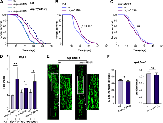 An immobilized mitochondrial network abrogates mrps-5 RNAi-mediated lifespan extension.(A) Survival curves performed in N2 and drp-1(tm1108) demonstrating that mutation of drp-1 significantly enhances mrps-5 RNAi-mediated longevity. See Table S1 for lifespan statistics. (B) Lifespan analysis of N2 revealing the pro-longevity effects of mrps-5 RNAi. Survival curves were compared using the log-rank test. See Table S1 for lifespan statistics. (C) Lifespan analysis of drp-1;fzo-1 double mutant showing that combined mutation of fzo-1 and drp-1 abrogates mrps-5 RNAi-mediated lifespan extension. Survival curves were compared using the log-rank test. See Table S1 for lifespan statistics. (D) The transcript level of hsp-6 in day 1 adult N2, drp-1(tm1108), and drp-1;fzo-1 mutant upon mrps-5 RNAi. The expression levels of hsp-6 were normalized to reference genes ama-1, cdc-42, and F35G12.2, and compared with the mean value of ev-treated N2 worms. The results were derived from two independent experiments. Differences were determined by Student’s t test; *, P < 0.5; **, P < 0.01. (E) Mitochondrial networks in muscle cells of drp-1;fzo-1 double mutant upon mrps-5 RNAi. Animals were examined at day 2 of adulthood. Scale bar in ev-treated condition is 10 µm and valid for all the images in E. (F) Quantification of mitochondrial morphologies in E: mean ± SEM of 33–42 different animals, pooled from two independent experiments. ns, not significant by Student’s t test. Refer to the image caption for details.