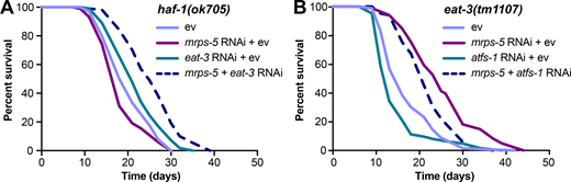 mrps-5;eat-3 RNAi-mediated lifespan extension is independent of the UPRMT.(A) Lifespan analysis performed in haf-1(ok705) showing that deletion of haf-1 does not block mrps-5;eat-3 double RNAi-mediated lifespan extension. See Table S1 for lifespan statistics. (B) Lifespan analysis of eat-3(tm1107) showing that atfs-1 RNAi fails to block mrps-5 RNAi-mediated increase in longevity. See Table S1 for lifespan statistics. Refer to the image caption for details.