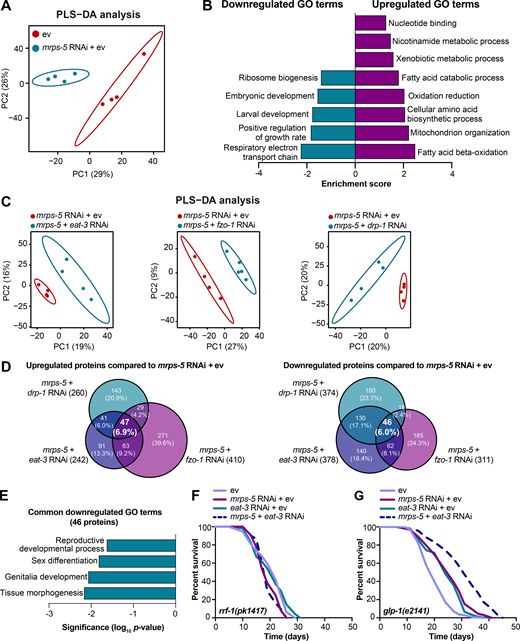 Proteomic analysis reveals reduced reproductive capacity as a consequence rather than a cause of lifespan extension.(A) PLS-DA showing group separations based on differentially expressed proteins in worms treated with mrps-5 RNAi compared with ev control. (B) GO term enrichment analyses (biological processes) of the significantly up- and down-regulated proteins performed using DAVID Bioinformatics Database with an EASE score <0.05. (C) PLS-DA score plot showing a clear group separation between double RNAi-treated groups (mrps-5;eat-3, mrps-5;fzo-1, and mrps-5;drp-1) and mrps-5 RNAi-treated group. (D) Venn diagram depicting overlap of differentially expressed proteins in groups treated with double RNAi against mrps-5;eat-3, mrps-5;fzo-1, and mrps-5;drp-1 compared with mrps-5 RNAi + ev. These differentially expressed proteins were determined by a VIP score >1. In total, 242, 410, and 260 proteins are up-regulated and 378, 311, and 374 proteins are down-regulated when comparing mrps-5;eat-3 RNAi, mrps-5;fzo-1 RNAi, and mrps-5;drp-1 RNAi to mrps-5 RNAi + ev, respectively. 47 up- and 46 down-regulated proteins are shared by three double RNAi-treated groups. (E) GO term enrichment analyses of 46 significantly down-regulated proteins performed using DAVID Bioinformatics Database with an EASE score <0.05. Reproduction-related GO terms were found to be significantly enriched. (F) Survival curves of rrf-1(pk1417) subjected to RNAi against mrps-5 and eat-3, individually or in combination, to achieve germline-specific RNAi. Germline-specific knockdown of mrps-5 does not benefit longevity, and neither does germline-specific double RNAi of mrps-5;eat-3. See Table S1 for lifespan statistics. (G) Survival curves of glp-1(e2141) treated with RNAi against mrps-5 and eat-3, individually or in combination. Double RNAi of mrps-5;eat-3 synergistically prolongs the lifespan of glp-1(e2141) mutant worms. See Table S1 for lifespan statistics. Refer to the image caption for details.