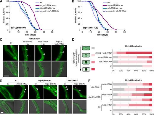 HLH-30/TFEB drives longevity from combined inhibition of mitochondrial translation and dynamics.(A and B) Lifespan analysis performed in eat-3(tm1107) (A) and drp-1(tm1108) (B) subjected to RNAi against mrps-5 and hlh-30, individually or in combination. hlh-30 RNAi abolishes mrps-5 RNAi-mediated lifespan increase in both the eat-3(tm1107) and the drp-1(tm1108) mutant worms. See Table S1 for lifespan statistics. (C) Representative micrographs of worms expressing HLH-30::GFP grown on ev, mrps-5 RNAi, eat-3 RNAi, or mrps-5;eat-3 double RNAi bacteria (as indicated). Images were taken at day 2 of adulthood. χ2 tests were performed to assess the significance of differences in the levels of HLH-30::GFP nuclear enrichment among RNAi-treated N2 worms (P = 0.0001, P = 0.0005, and P = 0 when comparing mrps-5 RNAi + ev, eat-3 RNAi + ev, and mrps-5 + eat-3 RNAi to ev-treated controls, respectively). The upper panels show fluorescent images of HLH-30::GFP nuclear localization, while the lower panels display overlay of HLH-30::GFP fluorescent images with bright field images of worms. Scale bar in ev-treated condition is 100 µm and applies to all the images in C. White arrowheads indicate intestinal nuclei. (D) Quantification of HLH-30 nuclear localization in C: n = 16–29 different animals per RNAi treatment, pooled from two independent experiments. (E) HLH-30::GFP nuclear localization in intestinal cells of wild-type, drp-1(tm1108) mutant, and drp-1;fzo-1 double mutant worms at day 2 of adulthood. Scale bar in ev-treated N2 is 100 µm and applies to all the images in E. White arrowheads indicate intestinal nuclei. (F) Quantification of HLH-30 nuclear enrichment in E: n = 21–32 different animals per RNAi treatment, pooled from two independent experiments. χ2 tests were performed to assess the significance of differences in the levels of HLH-30::GFP nuclear enrichment in N2, drp-1(tm1108) mutant, and drp-1;fzo-1 mutant upon mrps-5 RNAi (P = 0, P = 0.0314, and P = 0.5533 when comparing mrps-5 RNAi to ev-treated controls in N2, drp-1(tm1108), and drp-1;fzo-1, respectively). Refer to the image caption for details.