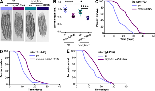 Double mutation of fzo-1;drp-1 does not suppress mrps-5 RNAi-mediated inhibitory effects on growth, and deletion of atfs-1 does not prevent mrps-5;eat-3 double RNAi from prolonging lifespan.(A) Representative light microscopy images of N2 and drp-1;fzo-1 worms at day 3 of adulthood. Scale bar in ev-treated N2 animals is 200 µm and valid for all the images in A. (B) Body length quantification of N2 and drp-1;fzo-1 mutant treated with RNAi against mrps-5. The length of worms was quantified and normalized to the mean value of ev-treated N2 worms. Mean ± SD of n = 20–22 images. *, P < 0.5; ****, P < 0.0001 by one-way ANOVA with Tukey’s multiple comparisons test. (C) Lifespan analyses of fzo-1(tm1133) showing that mrps-5 RNAi promotes lifespan. See Table S1 for lifespan statistics. (D) Lifespan analyses of atfs-1(cmh15) showing that double RNAi of mrps-5;eat-3 extends lifespan upon loss of afts-1. See Table S1 for lifespan statistics. (E) Lifespan analyses of atfs-1(gk3094) confirm the findings obtained in D on mrps-5;eat-3 double RNAi-induced lifespan increase upon loss of atfs-1. See Table S1 for lifespan statistics. Refer to the image caption for details.