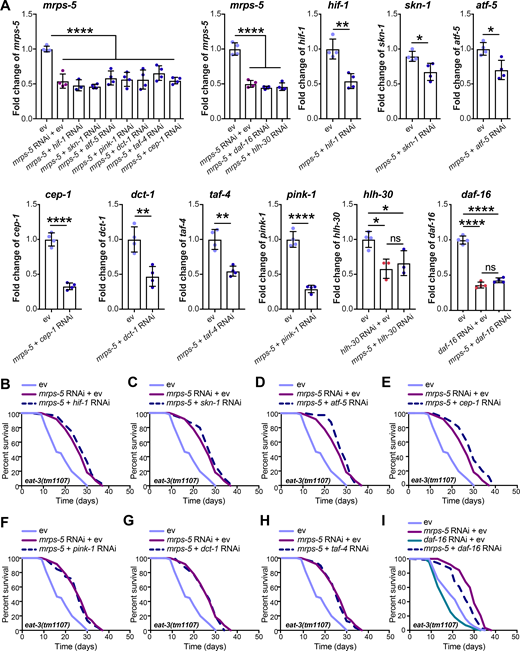 Lifespan screen for downstream mediators of mrps-5 RNAi-induced lifespan increase in eat-3(tm1107).(A) RNAi knockdown efficiencies were measured in day 1 adult eat-3(tm1107) for the genes examined in the lifespan screen. Transcript levels of genes upon RNAi knockdown were normalized to the reference genes cdc-42 and f35g12.2 and compared with the mean value of ev-treated controls. Mean ± SD of at least three biological replicates. Significance was calculated using two-tailed unpaired Student’s t test for two conditions and one-way ANOVA with Tukey’s multiple comparisons tests for three or more conditions. ns, not significant; *, P < 0.5; **, P < 0.01; ****, P < 0.0001. (B–I) Lifespan screen performed in eat-3(tm1107). Lifespans were measured in the eat-3(tm1107) mutant worms upon RNAi knockdown of mrps-5 or double RNAi of mrps-5;hif-1 (B), mrps-5;skn-1 (C), mrps-5;atf-5 (D), mrps-5;cep-1 (E), mrps-5;pink-1 (F), mrps-5;dct-1 (G), mrps-5;taf-4 (H), and mrps-5;daf-16 (I). daf-16 RNAi reduces lifespan nonspecifically in the eat-3(tm1107) mutant with and without mrps-5 RNAi treatment. See Table S1 for lifespan statistics. Refer to the image caption for details.