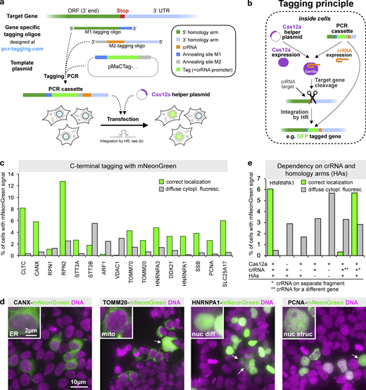 Endogenous C-terminal gene tagging in mammalian cells using PCR tagging.(a) For tag insertion before the STOP codon of an ORF, two gene-specific tagging oligos (termed M1 and M2) are designed using an online tool (www.pcr-tagging.com; Fueller et al., 2019). A tagging PCR with a generic template plasmid generates the gene-specific PCR cassette. The template plasmid provides the tag (e.g., a fluorescent protein), a possible selection marker, and a Pol III promoter. For gene tagging, the PCR cassette is transfected into the target cell together with a helper plasmid containing a Cas12a endonuclease gene. This leads to insertion of the PCR cassette into the chromosome, which yields a fusion of the tag (e.g., GFP) with the target gene. (b) Tagging principle: the PCR cassette contains a crRNA sequence that is expressed inside the cell via an U6 promoter (Pol III promoter). The crRNA directs Cas12a (which is expressed from the helper plasmid) to the target locus close to the insertion site. Stimulated by the DSB, the linear PCR cassette is then inserted into the genome. The homology arm of the M1 tagging oligo thereby directs in-frame fusion of the tag with the target ORF, leading to the expression of a tagged protein from the target locus. Integration leads to destruction of the crRNA target site, thus preventing recleavage of the modified locus. (c) Efficiency of C-terminal mNeonGreen-tagging for 16 organelle specific genes. For each gene, specific M1/M2 tagging oligos were used to amplify an mNeonGreen containing template plasmid. The resulting PCR cassettes were transfected in HEK293T cells. HOECHST staining of live cells and analysis by fluorescence microscopy were performed 3 d after transfection. Fractions of cells exhibiting the expected localization or diffuse cytoplasmic green fluorescence are shown. For information on selected genes, see Table S1. Data from one representative experiment are shown. Additional data are shown in Data S1. (d) Representative images from HEK293T cells 3 d after transfection. mNeonGreen fluorescence and HOECHST staining (DNA) are shown. In addition to the expected localization, cells showing diffuse cytoplasmic fluorescence (arrows) are detected. (e) Tagging is specific for the crRNA and guided by the homology arms. Efficiency of control transfections (see Fig. S2 a for representative examples). * in this transfection indicates that a matching combination of crRNA and homology arms was used, but the crRNA was expressed from a different PCR fragment. ** indicates that in this case, a PCR cassette was used where the crRNA (for CANX) led to cleavage of a different gene than the one specified by the homology arms (HNRNPA1). A small fraction of cells (<0.02%, corresponding to five cells in the entire well) exhibiting an ER localization pattern typically seen for CANX was observed, indicating cassette integration at the CANX locus, e.g., via c-NHEJ. Data from one experiment are shown. Additional data are shown in Data S1.