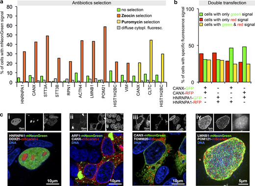 Antibiotic selection and simultaneous tagging of two loci.(a) Enrichment of HEK293T cells expressing correctly localized fusion proteins using Zeocin or Puromycin selection as indicated. Antibiotics selection was started 3 d after transfection. Fractions of cells exhibiting localized or diffuse cytoplasmic fluorescence are shown. Data from one representative experiment are shown. Additional data are shown in Data S1. (b) Double transfection of cells using PCR cassette reporters for the indicated genes and with the indicated fluorescent protein. For counting, only cells exhibiting correctly localized fluorescence signals were considered (ER localization for CANX tagging, nuclear localization for HNRNPA1 tagging, see Fig. S4). Data from one representative experiment are shown. Additional data are shown in Data S1. (c) Double tagging of the genes indicated in the images. Representative cells are shown. (i–iii) Single-plane images. (iv) A maximum projection of multiple planes spanning the upper half of a cell nucleus is shown.