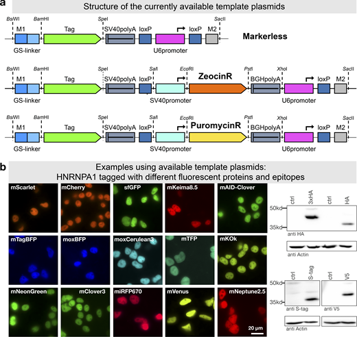 PCR tagging Toolkit for mammalian cells.(a) Schematic outline of the template plasmids provided. (b) Examples of HNRNPA1 tagging using different available cassettes. Complete list of features and sequence files is provided in Table 1 and Table S2. Western blot analysis was performed 3 d after transfection with crude lysate of a cell pool. Fluorescence microscopy was performed using cells 3 d after transfection. HA, hemagglutinin tag.