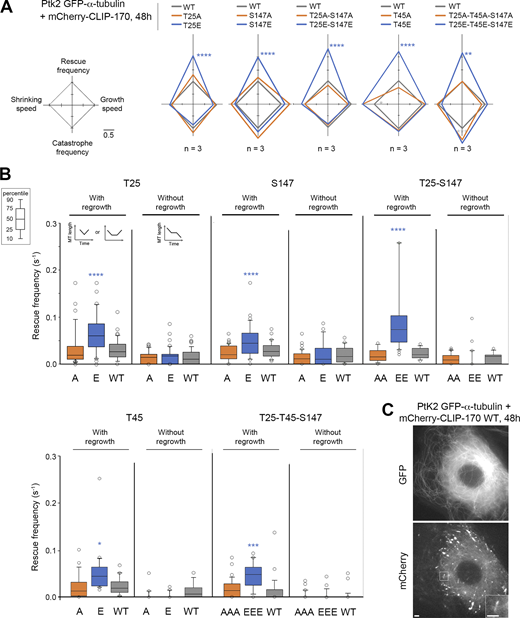 Full-length CLIP-170 phosphomimetics increase rescue frequency in cells. MT dynamics parameters were determined from time-lapse imaging of living PtK2 cells stably expressing GFP–α-tubulin and transiently expressing WT, nonphosphorylatable (A), or phosphomimetic (E) mCherry–CLIP-170 transgenes. (A) Diamond graphs represent mean values of MT dynamic instability parameters after normalization relative to the WT. (B) The values (from the same experiments as in A) of rescue frequencies in each of the depicted classes are reported in box plots showing representative percentiles and outliers. (C) Sample images of the MT network of living PtK2 GFP–α-tubulin cells expressing mCherry–CLIP-170 WT (inset zooms on a comet). Note that the CLIP-170 patches are due to its Zn finger domains and did not interfere with MT dynamics. Scale bars correspond to 5 µm. The numerical mean values ± SD of each parameter are shown in A and B, but also the numbers of cells, MTs, and rescues are detailed in Table S3. The statistical comparisons were performed using one-factor ANOVA followed by Fisher's protected t tests for pairwise comparisons (Table S4). n indicates the number of independent experiments. *, P < 0.05; **, P < 0.01; ***, P < 0.001; ****, P < 0.0001. Refer to the image caption for details.