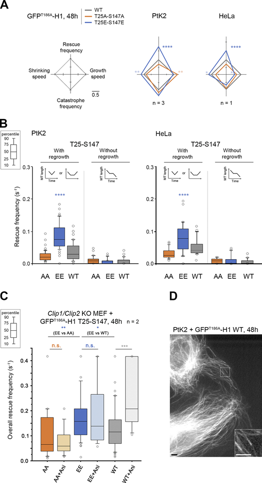 CLIP-170 H1 phosphomimetics increase rescue frequency in cells. MT dynamics parameters were determined from time-lapse imaging of living PtK2, HeLa, or Clip1/Clip2 KO MEF cells expressing GFPT186A-H1 T25-S147 WT, AA, or EE transgenes. (A) Diamond graphs represent mean values of MT dynamic instability parameters after normalization relative to WT in PtK2 and HeLa cells. (B) The values (from the same experiments as in A) of rescue frequencies in each of the depicted classes are reported in box plots showing representative percentiles and outliers. (C) The overall rescue frequency values for KO MEF cells treated or not with anisomycin 1.2 µM (for ∼30 min) are reported in box plots showing representative percentiles and outliers. (D) Sample images of the MT network of living PtK2 cells expressing GFPT186A-H1 WT (inset zooms on comets). This type of GFP fluorescent signal was used in A, B, and C to follow MT dynamics. Scale bars correspond to 5 µm. The numerical mean values ± SD of each parameter are shown in A, B, and C, but also the numbers of cells, MTs, and rescues are detailed in Table S5. The statistical comparisons were performed using one-factor ANOVA followed by Fisher's protected t tests for pairwise comparisons (Table S6). n indicates the numbers of independent experiments. *, P < 0.05; **, P < 0.01; ***, P < 0.001; ****, P < 0.0001. n.s., not significant. Ani., anisomycin.