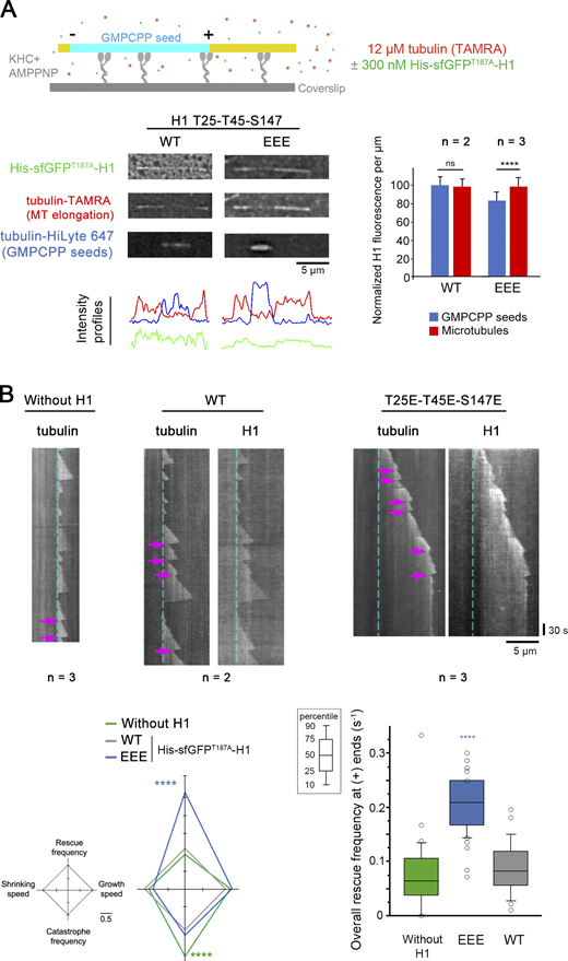 CLIP-170 H1 phosphomimetics promote MT rescues in vitro. Recombinant His-sfGFPT187A-H1 in its WT or in its T25E-T45E-S147E (EEE) versions was added or not to purified tubulin in in vitro MT dynamics assays monitored by TIRF microscopy. (A) The sketch at the top indicates that MT (yellow, tubulin-TAMRA and His-sfGFPT187A-H1) elongation and dynamics were initiated at GMPCPP seeds (cyan, tubulin-HiLyte 647) and took place on kinesin-1 heavy chain (KHC) kept in nonmotile conformation in the presence of AMPPNP. In the assay, His-sfGFPT187-H1 phosphomimetic (EEE) binding was weaker than that of the WT form to GMPCPP seeds. Intensity profile of the images shown are plotted below, and the normalized values of GFP fluorescence/micrometer ± SD are shown on the right panel. (B) Sample kymographs derived from recordings of the assay in A show the occurrence of rescues at MT plus ends (magenta arrows). The cyan dashed lines correspond to the end of the GMPCPP seeds. The diamond graph shows the mean values of each dynamic instability parameter after normalization relative to WT. The values of overall rescue frequencies are reported in box plots showing representative percentiles and outliers. The numerical mean values ± SD of each parameter are shown, but also the numbers of MTs and rescues are detailed in Table S7. The statistical comparisons were performed using one-factor ANOVA followed by Fisher's protected t tests for pairwise comparisons (Table S8). n indicates the number of independent experiments. ****, P < 0.0001. Scale bars are indicated for images and kymographs. ns, not significant. Refer to the image caption for details.