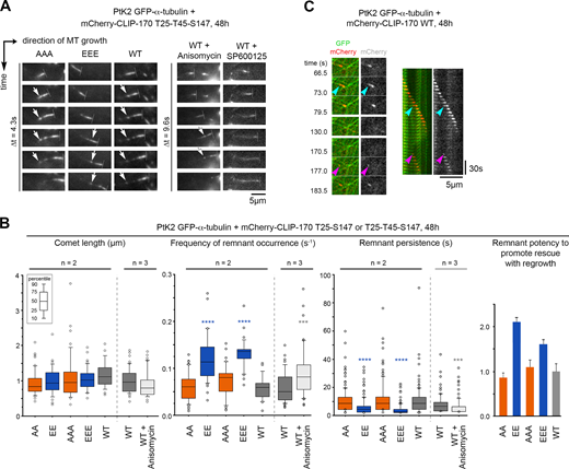 Full-length CLIP-170 phosphomimetics frequently form short-lived remnants, highlighting potential future rescue sites. Parameters of comets and remnants were measured from time-lapse imaging of PtK2 cells stably expressing GFP–α-tubulin and transiently expressing WT, nonphosphorylatable (A), or phosphomimetic (E) mCherry–CLIP-170 transgenes. (A) Sample image sequences showing the progression of mCherry–CLIP-170 comets (perpendicular dashed lines at the front tips) in cells treated or not with 1.2 µM anisomycin or 20 µM SP600125 (30 min to 1 h). CLIP-170 remnants are left behind comets (white arrows). (B) From the same experiments as in A, the values of comet and remnant parameters are reported in box plots showing representative percentiles and outliers. The histogram on the right shows the ratios (means normalized to the WT values ± SD) between the frequencies of MT regrowth and those of remnant occurrence. The mean values ± SD of each parameter are shown, but also the numbers of cells, comets, and remnants are detailed in Table S9. The statistical comparisons were performed using one-factor ANOVA followed by Fisher's protected t tests for pairwise comparisons (Table S10). (C) Sample event showing an mCherry–CLIP-170 remnant (cyan arrowheads) left behind a comet before an MT rescue occurred at the same site (magenta arrowheads). The recorded sequence is shown in both the form of relevant frames and in a kymograph. n indicates the number of independent experiments. ***, P < 0.001; ****, P < 0.0001. Scale bars are indicated for images and kymographs. Refer to the image caption for details.