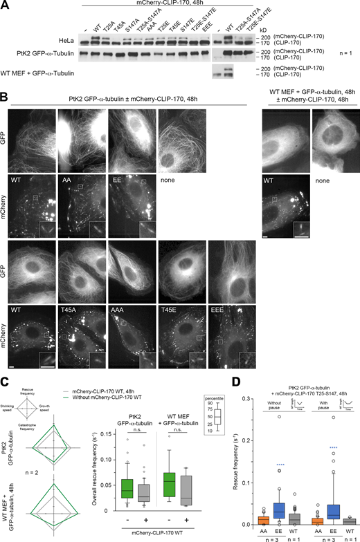 mCherry–CLIP-170 expression levels used to record MT dynamics and CLIP-170 comet/remnant parameters (related to Figs. 4 and 7).(A) Western blots of CLIP-170 were performed to compare the expression levels of the endogenous CLIP-170 with that of the mCherry–CLIP-170 transgenes used in Figs. 4 and 7 and in B–D. Note that the endogenous PtK2 CLIP-170 is not well recognized by the human antibody. Since acrylamide SDS-PAGE was migrated for a long time to separate endogenous and transgenic CLIP-170, low-molecular mass proteins were lost from the gel, and this precluded the use of β-actin as loading control. (B) Sample images of the MT network (GFP–α-tubulin) and mCherry–CLIP-170 comets in living PtK2 (left panels) and MEF (right panels) cells (insets zoom on comets). mCherry–CLIP-170 patches/aggregates are due to the presence of the C-terminal Zn-finger domain of CLIP-170 and do not interfere with MT dynamics. Scale bars correspond to 5 µm. (C) MT dynamics parameters were determined from time-lapse imaging of living PtK2 cells stably expressing GFP–α-tubulin and transiently expressing or not the WT mCherry–CLIP-170 transgene. The same analysis was done in WT MEF cells transfected with GFP–α-tubulin. Diamond graphs represent mean values of MT dynamic instability parameters after normalization relative to the mCherry–CLIP-170 WT. The values of the overall rescue frequencies are reported in box plots showing representative percentiles and outliers. (D) Full-length CLIP-170 phosphomimetics increase the frequency of rescues with immediate or delayed regrowth in cells. MT dynamics parameters were determined from time-lapse imaging of living PtK2 cells stably expressing GFP-α-tubulin and transiently expressing the indicated mCherry–CLIP-170 transgenes (related to Fig. 4 B). The values of the rescue frequencies in each class are reported in box plots showing representative percentiles and outliers. The numerical mean values ± SD of each parameter are shown in C and D, but also the numbers of cells, MTs, and transitions are detailed in Table S1. The statistical comparisons were performed using one-factor ANOVA followed by Fisher's protected t tests for pairwise comparisons (Table S2). n indicates the number of independent experiments. ****, P < 0.0001. n.s., not significant. Refer to the image caption for details.