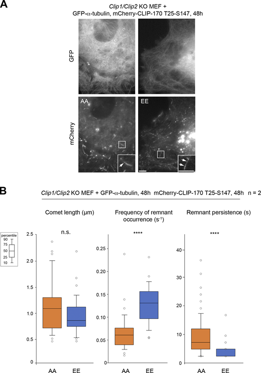 Full-length CLIP-170 phosphomimetic frequently forms short-lived remnants, highlighting potential future rescue sites in MEF cells (related to Fig. 7).(A) Sample images of the MT network (GFP–α-tubulin) and mCherry–CLIP-170 comets in living Clip1/Clip2 KO MEF cells (insets zoom on comets). mCherry–CLIP-170 patches/aggregates are due to the presence of the C-terminal Zn-finger domain of CLIP-170 and do not interfere with MT dynamics. Scale bars correspond to 5 µm. Arrows point to remnants behind comets. (B) The comet lengths and remnant parameters (from the same experiments as in A) are reported in box plots showing representative percentiles and outliers. The numerical mean values ± SD of each parameter are shown, but also the numbers of cells, comets, and remnants are detailed in Table S11. The statistical comparisons were performed using one-factor ANOVA (Table S12). n indicates the number of independent experiments. ****, P < 0.0001. n.s., not significant. Refer to the image caption for details.