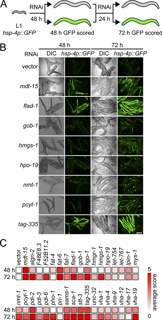 Membrane aberration activating the UPR is conserved in C. elegans. (A) Schematic of the C. elegans screen. Hits were scored as positive when above-background fluorescence was detected at either 48 h or 72 h. (B) Representative fluorescence and DIC micrographs show hsp-4p::gfp worms at 48 h and 72 h on RNAi bacteria. Vector refers to the empty RNAi vector negative control, mdt-15 serves as positive control. Scale bar, 200 µm. DIC, differential interference contrast. (C) Heat map of average scores reflecting hsp-4p::gfp fluorescence intensity. Average score is aggregated from two screen and three validation experiments (see Materials and methods and Table S2). Refer to the image caption for details.