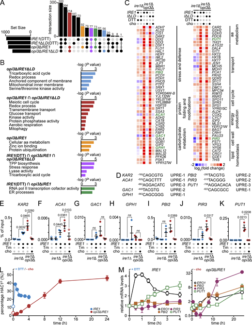 A subset of genes is up-regulated by Hac1 specifically during LBS. (A) Diagram representing up-regulated transcriptional targets of IRE1 and IRE1ΔLD cells treated 1 h with 1 mM DTT, opi3ΔIRE1, and opi3ΔIRE1ΔLD cells. UpSet plot highlights intersections of selected group of genes differentially regulated during proteotoxic stress or LBS. Shown are number of genes giving fold changes that were >1.5 and at P < 0.05 (one-way ANOVA). (B) Bar plot of the GO analysis of genes up-regulated in color-coded conditions as in A. Genes are highlighted in yellow in Table S6. TPP, thiamine pyrophosphate. (C) Heat maps of selected LBS-induced genes. Based on log2 fold changes in gene expression normalized to untreated IRE1 strain. Highlighted in green are genes containing a predicted UPRE within the promoter region. (D) Potential Hac1 binding sites of different UPRE motifs within the promoter region of highlighted genes in C. (E–K) ChIP-qPCR validation of predicted HAC1 binding sites within the promoter regions of KAR2 (E), ACA1 (F), GAC1 (G), GPH1 (H), PBI2 (I), PIR3 (J), and PUT1 (K). IRE1 cells were treated with 2.5 µg/ml of Tm, and opi3ΔIRE1 cells were supplemented with 1 mM choline (cho), when indicated. (L and M) Time-course qPCR comparing relative mRNA levels of spliced HAC1 (HAC1S) mRNA (L) or UPR target genes (M) in IRE1 cells treated 4 h with 1 mM DTT or 24 h depletion of choline in opi3ΔIRE1 cells. Data shown are the mean ± SEM (n = 3). Statistical analysis was subjected to paired one-tailed Student’s t test. Refer to the image caption for details.
