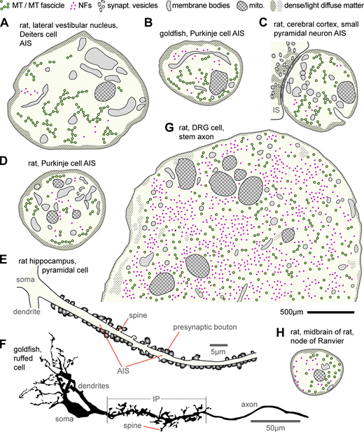 Ultrastructural features at the AIS, stem axon, and NoRs. (A) AIS of a giant cell of Deiters in the rat lateral vestibular nucleus (Palay et al., 1968). (B) AIS of a goldfish Purkinje cell (Matsumura and Kohno, 1991). (C) AIS of a small pyramidal neuron of the rat cerebral cortex (Peters et al., 1968) bearing an input synapse (IS), which is symmetric (thin postsynaptic undercoat) with flat pleiotropic vesicles. (D) AIS of a rat Purkinje cell (Chan-Palay, 1972). (E) Reconstruction from a TEM series of a pyramidal cell AIS with numerous presynaptic boutons and small spines in the rat hippocampus (redrawn from Kosaka, 1980a). (F) Initial unmyelinated portion (IP; proximal part of which is the AIS; see Table S1) of a ruffed cell in the frog olfactory bulb with numerous pre- and postsynaptic spines (redrawn from Kosaka and Hama, 1979b). (G) Stem axon of a DRG cell in rat (Nakazawa and Ishikawa, 1995). (H) NoR in the midbrain of rat (Peters, 1966). Note that NFs are sparse in AISs and that MTs are not fasciculated in NoRs. Best guesses were made with respect to structures drawn; scales in most original photos were given as magnifications (unfortunately meaningless in PDF format) and were estimated here by measuring MT diameters; the suggested black scale bar for A–D, G, and H represents 500 nm. Publications providing further examples of stem axons or NoRs are provided in the main text; for further AIS descriptions, see Table S1.