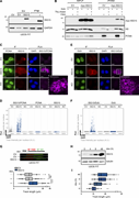 ISG15 localizes at the DNA replication forks and accelerates replication fork progression.(A) ISG15 immunoblot on protein extracts of U2OS FIT cells bearing EV or FLAG-ISG15, induced with doxycycline (dox; 1 µg/ml) for 48 h, and in parental U2OS treated with IFN-β (30 U/ml for 2 h) and chased in medium without IFN-β for 46 h before lysis. GAPDH immunoblotting is used to normalize protein loading. (B) Analysis of proteins associated with nascent DNA, isolated by iPOND. HEK293T cells transfected with EV or myc-ISG15 for 24 h were pulse-labeled with EdU for 10 min and then chased with thymidine for 60 min. Immunoblotting with the indicated antibodies reveals the presence of ISG15 on chromatin (H3-positive fraction) and at the replication forks (H3- and PCNA-positive fraction). (C) Representative images of ISG15 colocalization with PCNA (ISG15/PCNA), as revealed by PLA. Immunofluorescence (IF) shows protein expression and cellular distribution of ISG15 and PCNA in U2OS FIT cells (treated with 1 µg/ml doxycycline for 48 h). Scale bars, 10 µm. (D) QIBC shows the distribution of PLA foci counts of samples described in C. For each condition, images containing ≥1,000 cells per experiment were acquired (n = 3). (E) Representative images of ISG15 colocalization with newly synthesized DNA (ISG15/EdU), labeled by the nucleotide analogue EdU (1 µM, 8 min), as revealed by PLA. Immunofluorescence (IF) shows cellular distribution of ISG15 and EdU in U2OS FIT cells (treated with 1 µg/ml doxycycline for 48 h). Scale bars, 10 µm. (F) QIBC shows the distribution of PLA foci counts of samples described in E. For each condition, images containing ≥1,000 cells per experiment were acquired (n = 3). (G) Top: DNA fibers labeling strategy and representative image. Bottom: Analysis of IdU track length measurements in U2OS FIT cells expressing EV or FLAG-ISG15 (treated with 1 µg/ml doxycycline for 48 h). At least 100 tracks were scored per sample (n = 5). Vertical lines represent the median value, and boxes and whiskers show 10–90th percentiles. Statistical analysis according to Mann–Whitney test; ns, not significant; ****, P < 0.0001. (H) FLAG-ISG15 expression in U2OS FIT cells after induction with 1 µg/ml doxycycline for the indicated time points. (I) Analysis of IdU track length measurements in U2OS FIT cells upon ISG15 induction as in H. At least 100 tracks were scored per sample (n = 3).