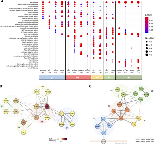Functional roles and subcomplex organization of functional bait modules.(A) Functional overrepresentation analysis of proximal proteins identified by each of the 16 BirA*-tagged adhesome proteins (BFDR ≤ 0.05). The top 3 GO terms in the “molecular function” category for each bait are listed and displayed for all baits if identified with an adjusted P value ≤ 0.05. The number of proteins recognized is shown in brackets. Baits are color coded according to hierarchical clustering shown in Fig. 2. p.adjust, adjusted P value; GeneRatio, proportion of total proteins identified in each GO term. (B) Network analysis of bait–prey interactions between BirA*-tagged baits. Nodes represent BirA*-tagged baits, which are color coded according to betweenness centrality and grouped into bait clusters B1–B5, according to the hierarchical clustering (Fig. 2). Edges indicate bait–prey proximity interactions, with arrows indicating direction of interaction (bait to prey). Dark gray edges indicate PPIs also present in a published PPI database (see Materials and methods). (C) Schematic showing potential organization of adhesome bait modules within IACs in relation to the membrane. Positioning of modules was guided by the functional roles of prey identified by each cluster (i.e., transmembrane protein or actin-regulatory; see Table S1 for details). Refer to the image caption for details.