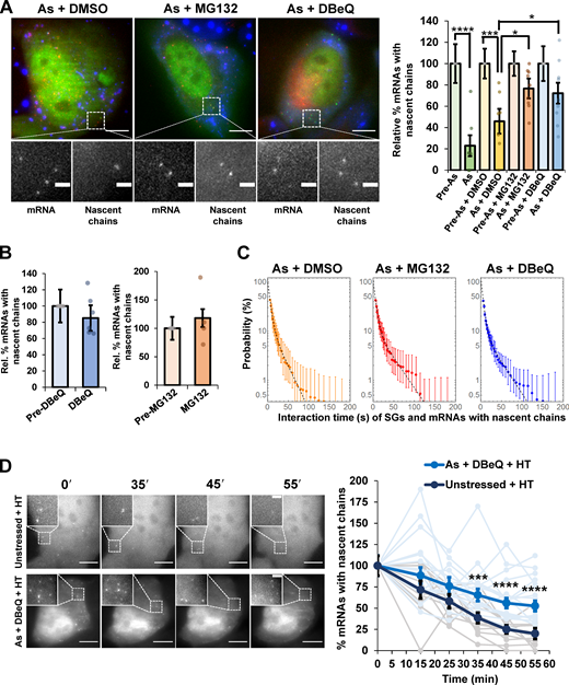 Translating ribosomes stall on reporter mRNAs during arsenite stress and require VCP and proteasome activity to be resolved.(A) Left: Representative images of SM-KDM5B reporter mRNAs tagged with MS2 coat protein (MCP)–Halo JF646 (red) with nascent chains visualized with Cy3–anti-FLAG antibody fragments (green) in cells expressing the SG marker GFP-G3BP1 (blue) cotreated with arsenite (As) and DMSO, MG132, or DBeQ. Scale bars, 10 µm. Magnified panels show individual mRNAs and nascent chains. Scale bars, 2 µm. Right: Average relative percent SM-KDM5B reporter mRNAs with nascent chains ± SEM with individual points representing a single cell relative to prestress levels for As (0.5 mM, n = 7 cells), As + DMSO (0.1%, n = 7 cells), As + MG132 (10 µM, n = 9 cells), and As + DBeQ (10 µM, n = 9 cells). Student’s t test was done to assess significance, with *, P ≤ 0.05; ***, P ≤ 0.005; and ****, P ≤ 0.001. (B) The percentage of SM-KDM5B reporter mRNAs visualized as in A in cells before or after treatment with DBeQ (left; 10 µM, n = 6 cells) or MG132 (right; 10 µM, n = 4 cells) alone. (C) Average binding-time survival probability (±SEM) of SM-KDM5B mRNAs associated with nascent chains and SGs in cells cotreated as in A with As + DMSO (n = 6 cells), As + DBeQ (n = 14 cells), and As + MG132 (n = 10 cells). (D) Cells harboring SM-KDM5B reporter mRNAs, FLAG antibody fragments, and MCP–Halo JF646 were either unstressed and treated with HT or stressed with As and cotreated with DBeQ and HT. Images were acquired prestress and then in 10-min intervals starting 15 min later. HT was added 15 min after As + DBeQ (or no treatment). Left: Representative time series of unstressed cells (top) and As + DBeQ cells (bottom) treated with HT. Scale bars, 10 µm (in whole cell) and 2 µm (in insets). Right: The average ± SEM of the percent SM-KDM5B mRNAs with nascent chains at each time point relative to prestress conditions is shown in unstressed cells (black) and As-stressed cells treated with DBeQ (blue), with individual cells shown in gray (unstressed + HT, n = 13 cells) and light blue (As stress + DBeQ + HT, n = 17 cells). Student’s t test was done to assess significance between untreated + HT and As + DBeQ + HT conditions at each time point, with ***, P ≤ 0.005 and ****, P ≤ 0.001. Exact P values and source data are listed in Table S1.