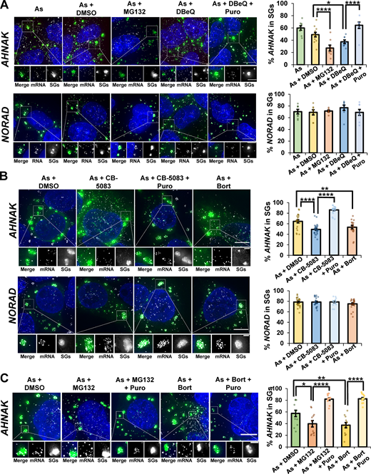 VCP and the proteasome are required for efficient release of endogenous mRNAs from ribosomes for partitioning into SGs.(A) U-2 OS cells expressing the SG marker GFP-G3BP1 were stressed with 0.5 mM sodium arsenite (As; AHNAKn = 9 cells, NORADn = 8 cells) for 45 min with or without 0.1% DMSO (As + DMSO, AHNAKn = 12 cells, NORADn = 8 cells), 10 µM MG132 (As + MG132, AHNAKn = 8 cells, NORADn = 8 cells), 10 µM DBeQ (As + DBeQ, AHNAKn = 8 cells, NORADn = 8 cells), or 10 µM DBeQ + 10 µg/ml puromycin (As + DBeQ + Puro, AHNAKn = 8 cells, NORADn = 8 cells). (B) Cells were stressed with As and cotreated as in A except in the presence or absence of CB-5083 or bortezomib (Bort). For As + DMSO AHNAKn = 21 cells, and for NORADn = 23 cells; for As + CB-5083 AHNAKn = 31 cells, and for NORADn = 22 cells; for As + CB-5083 + puromycin (Puro) AHNAKn = 25 cells and for NORADn = 17 cells; for As + Bort AHNAKn = 17 cells, and for NORADn = 21 cells. (C) Cells were stressed with As and cotreated as in A with DMSO, MG132, or Bort in the presence or absence of puromycin (n = 12 cells for all conditions). Cells were fixed, smFISH was performed to detect the mRNA AHNAK or lncRNA NORAD, and maximum intensity projections assembled from z-stacks were imaged at 100× on a DeltaVision microscope. SGs are shown in green, RNAs in white, and nuclei in blue (DAPI). Representative photomicrographs with the average percent AHNAK or NORAD RNAs colocalizing with SGs ± SEM are shown (right). Two independent experiments were performed with individual points representing a single cell, and Student’s t test was done to assess significance, with *, P ≤ 0.05; **, P ≤ 0.01; and ****, P ≤ 0.001. Scale bars, 10 µm (whole cell), 5 µm (magnified panels in A and C), or 2 µm (magnified panels in B). Exact P values and source data are provided in Table S1. Refer to the image caption for details.