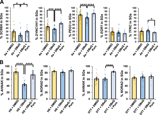 VCP inhibition affects the targeting of specific transcripts to SGs during arsenite stress, and VCP is required for complete AHNAK localization to SGs upon heat stress, but not ER stress.(A) U-2 OS cells were stressed with arsenite (As; 0.5 mM) in the presence or absence of DMSO (0.1%), DBeQ (10 µM), or DBeQ (10 µM) plus puromycin (Puro; 10 µg/ml) for 45 min. Cells were fixed, smFISH was performed, and cells were imaged at 100× on a DeltaVision microscope. The average percent SCN8A (As + DMSO n = 36 cells; As + DBeQ n = 32 cells; As + DBeQ + Puro n = 30 cells), DYNC1H1 (As + DMSO n = 34 cells; As + DBeQ n = 23 cells; As + DBeQ + Puro n = 22 cells), PEG3 (As + DMSO n = 34 cells; As + DBeQ n = 34 cells; As + DBeQ + Puro n = 28 cells), EGR1 (As + DMSO n = 33 cells; As + DBeQ n = 28 cells; As + DBeQ + Puro n = 32 cells), and TFRC (As + DMSO n = 22 cells; As + DBeQ n = 19 cells; As + DBeQ + Puro n = 15 cells) mRNAs in SGs ± SEM are shown, with *, P ≤ 0.05; ***, P ≤ 0.005; and ****, P ≤ 0.001. (B) U-2 OS cells were subjected to heat stress (HS; 42°C for 45 min) or DTT (2 mM for 45 min) and processed as in A. For all DTT and HS conditions, AHNAK and NORADn = 12 cells. The average percent AHNAK or NORAD RNAs in SGs ± SEM from maximum intensity projections of 25 z-stacks is shown, with individual points representing a single cell from two independent replicates. Student’s t test was done to assess significance, with ****, P ≤ 0.001. Exact P values and source data are provided in Table S1.