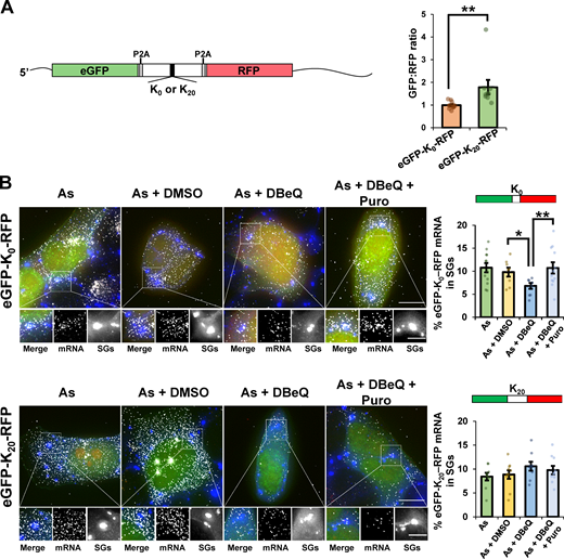 A canonical RQC substrate reporter mRNA does not depend on VCP activity for localization to SGs. Reporter mRNAs encoding eGFP and RFP separated by a linker region that encodes 20 lysine residues in a 60-nt poly(A) tract (K20), or no lysines (K0; from Juszkiewicz and Hegde, 2017) were expressed in U-2 OS cells. Cells were stressed for 45 min with 0.5 mM arsenite (As) in the absence or presence of 0.1% DMSO (As + DMSO), 10 µM DBeQ (As + DBeQ), or 10 µM DBeQ and 10 µg/ml puromycin (As + DBeQ + Puro). Cells were fixed and G3BP detected by IMF staining (blue) to mark SGs. The reporter mRNA was detected by smFISH using probes against the eGFP ORF (white); eGFP is shown in green and RFP in red. Cells expressing eGFP were imaged at 100× using a DeltaVision microscope, and maximum intensity projections of 25 z-stacks are shown. (A) Left: Diagram of reporter mRNAs. Right: Quantification of the relative eGFP and RFP intensities in individual cells (shown as dots) was performed from cells treated with As, with the average ± SEM reported from two independent experiments (K0n = 12 cells; K20n = 9 cells). (B) Representative images are shown at left with average ± SEM of the percent eGFP mRNA that colocalized with SGs shown at right from two independent experiments. Scale bars, 10 µm (whole cell) or 5 µm (magnified panels). Individual points represent a single frame with one to five cells counted per frame. For K0, As n = 12 frames; As + DMSO n = 8 frames; As + DBeQ n = 8 frames; As + DBeQ + Puro n = 12 frames; for K20, As n = 9 frames; As + DMSO n = 10 frames; As + DBeQ n = 9 frames; As + DBeQ + Puro n = 10 frames. Student’s t test was done to assess significance, with *, P ≤ 0.05 and **, P ≤ 0.01. Exact P values and source data are provided in Table S1.
