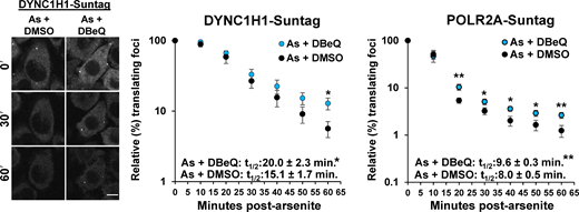 Nascent peptides visualized with SunTags are elevated in arsenite-stressed cells upon VCP inhibition. HeLa cells with endogenously tagged SunTagX32-DYNC1H1 (DYNC1H1-Suntag) and SunTagX56-POLR2A (POLR2A-Suntag) genes and stably expressing scFv-sfGFP (Pichon et al., 2016) were imaged every 10 min in a humidified, 37ºC chamber on a spinning disc microscope at 40× for 1 h following treatment with 0.5 mM arsenite (As), cotreated with 0.1% DMSO or 10 µM DBeQ. A representative time series (0, 30, and 60 min after stress) is shown at left for the SunTagX32-DYNC1H1 cell line. Scale bar, 10 µm. Shown at right is the average ± SEM of the relative percent SunTag foci in each frame from n = seven independent experiments for each cell line. Student’s t test was done to assess significance between the relative number of translating foci in DMSO- versus DBeQ-treated cells at each time point, with *, P < 0.05 and **, P < 0.01. Insets: Data were fit with exponential trendlines to calculate the time when 50% of translation foci (t1/2) were present compared with prestress images for each replicate (DYNC1H1-Suntag: As + DBeQ R2 = 0.9527, As + DMSO R2 = 0.9616; POLR2A-Suntag: As + DBeQ R2 = 0.8405, As + DMSO R2 = 0.8334). Student’s t test was used to assess significance, with *, P < 0.05 and **, P < 0.01. Exact P values and source data are provided in Table S1.