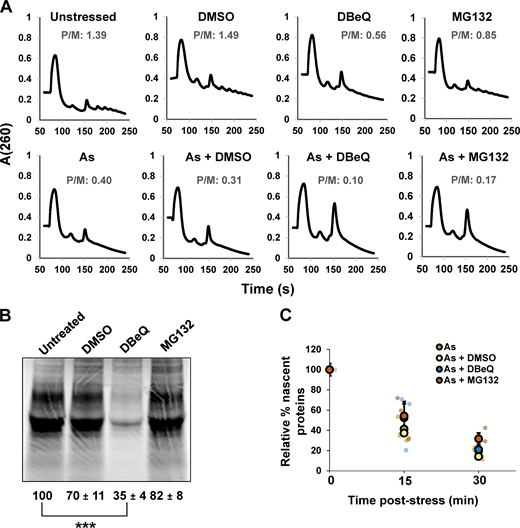 Translation activity is globally suppressed during arsenite stress when VCP or the proteasome are inhibited.(A) U-2 OS cells were unstressed or stressed with 0.5 mM arsenite (As) and/or DMSO (0.1%), DBeQ (10 µM), or MG132 (10 µM) for 30 min. Cells were placed on ice and immediately pelleted and frozen at −80ºC and then lysed and polysome profiles were obtained following ultracentrifugation on sucrose gradients. Shown are representative profiles and fraction RNA in polysome:monosome (P/M) from n = two independent experiments. (B) Metabolic labeling of U-2 OS cells with 35S-Met and 35S-Cys for 30 min was done in the presence or absence of 0.1% DMSO, 10 µM DBeQ, or 10 µM MG132. Cells were lysed, and proteins were run on 4–12% gradient NuPAGE SDS-PAGE gels and exposed to phosphor screens. Total lane intensity was quantified with ImageJ. The average relative percent translation activity from n = two independent replicates is shown ± SEM. Student’s t test was done to assess significance between untreated and treated cells, with ***, P < 0.005. (C) U-2 OS cells were metabolically labeled with 35S-Met and 35S-Cys for 15 min immediately before collection following 0, 15, or 30 min under unstressed or stressed conditions (0.5 mM As) in the presence or absence of DMSO (0.1%), DBeQ (10 µM), or MG132 (10 µM). Translation activity was quantified relative to untreated, unstressed cells as described in B from n = three independent experiments. The average ± SEM is shown for each condition with individual replicates shown in green (As), yellow (As + DMSO), blue (As + DBeQ), and red (As + MG132). Exact P values and source data are provided in Table S1.