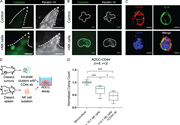 hNK cells induce caspase activity in K14+ invasive cells, and hNK cell cytotoxicity can be increased by using a CD44 antibody specific to K14+ cells.(A and B) Representative confocal images of tumor organoids (A) and tumor clusters (B) stained for caspase activity (green) and K14 (white) among tumor organoids cultured alone (top) or in coculture with hNK cells (bottom). Scale bar, 10 µm. (C) Representative confocal images of staining tumor cell clusters for CD44 and K14. Scale bar, 10 µm. (D) Schema for the ADCC assay. Tumor clusters were isolated from MMTV-PyMT mammary tumors and incubated with a CD44 antibody before being in coculture with hNK cells at a reduced ratio of 10 NK cells to 1 tumor cell. (D′) Boxplot of the normalized colony count. Error bars represent 5th to 95th percentile. ns, not significant; *, P < 0.05; ***, P < 0.001 by Mann–Whitney U test.