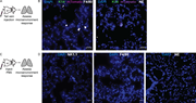 Quantification of macrophage and neutrophil response to early metastatic seeds in the lungs.(A) Schema for assessment of the innate immune response to an initial metastatic seed. Tumor clusters from the mammary tumors of K14-actin-GFP;MMTV-PyMT;ROSAmT/mG mice were injected into the tail veins of immunocompetent mice, and the lung microenvironment was assessed for macrophages and neutrophils after 6 h. (B) Representative slide scanned images of early metastatic seeds staining for F4/80 (macrophages, white) and neutrophil-elastase (neutrophils, white) around K14+ (green) metastatic seeds (magenta). Scale bar, 20 µm. (C) Schema for the control experiment in which PBS was injected into immunocompetent host mice, and the lung microenvironment was assessed for macrophages and neutrophils after 6 h. (D) Representative slide scanned images of staining for NK1.1 (NK cells, white), F4/80 (macrophages, white), and neutrophil-elastase (neutrophils, white) around tumor clusters. Scale bar, 20 µm.