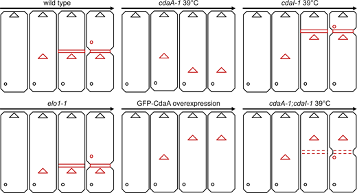A graphical summary of the cortical phenotypes of mutants analyzed. The positions of three new structures are shown in red: oral primordium (triangles), cortical subdivision (dashed or continuous horizontal bars), and new CVPs (circles). The parental oral apparatus and CVPs are shown in black. The arrows indicate the progression of time. Note that in the case of the single cdaA-1 mutant cells, we did not show the increase in the total size of these cells that is primarily caused by expansion of the area anterior to the oral primordium (see Table S1). Refer to the image caption for details.