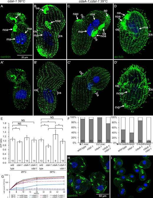 Phenotypes of double mutants reveal interactions between CdaA and CdaI.(A–C′) Pairs of images showing two sides of the same cells stained with anti-centrin (green) and DAPI (blue) after growth at 39°C for 3 1/2 h (A-A′) A cdaI-1 cell. Note the anterior shift of both the oral primordium and the division plane. (B–C′) Double-mutant cdaA-1;cdaI-1 cells that are arrested in cell division; note an anterior shift of the oral primordium (noa). A cortical subdivision (cs) has developed at least partially. In the cell shown in C and C′ the cell division went further as compared with the cell shown in B and B′. The posterior presumptive daughter has developed an apex (nap) and the macronucleus has divided. (D and D′) Two sides of a double-mutant cell stained with the 6–11 B-1 antibody directed against acetyl-K40 α-tubulin that reveals cortical microtubules including those forming the CVPs. The cell has a pair of old CVPs (cvp) near the posterior end and a single new CVP (ncvp) located a short distance posterior to the cortical subdivision. (E) A graph that shows the average A/P ratios of wild-type and mutant dividing cells at 29°C or 39°C. For the cdaA-1/39°C measurements, we used the plane immediately anterior to the oral primordium as the division boundary. The numbers of cells measured are indicated. The error bars represent standard deviations. Asterisks indicate significant differences between datasets connected by brackets (*, P < 0.01, ANOVA single-factor test). (F) Graphs document the frequencies of macronuclear division (left) and cortical subdivision (right) in dividing cells grown at 39°C for 3.5 h. The numbers of scored cells are indicated. (G) Cell culture multiplication curves of strains with the indicated genotypes at either 32°C or 39°C. All data were obtained using strains homozygous for either cdaI-1 (strain UG-I-3), cdaA-1 (UG-A-2), or both alleles (UG-AI-1) derived from a single genetic background (see Table S2). Averages of three experiments are shown. The error bars represent SD. (H and I)cdaA-1 (H) and cdaA-1;cdaI-1 cells (I) grown for 28 h at 32°C and stained with the anti-centrin and DAPI. Note the nearly complete absence of cell division arrests in the double mutants. ap, cell apex; cvp, contractile vacuole pore; ma, macronucleus; nap, new cell apex in the posterior daughter; ncvp, new CVP; noa, new oral apparatus (oral primordium); oa, oral apparatus. Refer to the image caption for details.