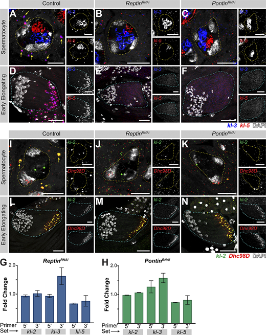 Rept and Pont are required for kl-granule assembly. (A–F) smFISH against kl-3 and kl-5 in control (A and D), rept RNAi (bam-gal4>UAS-reptKK105732; B and E), or pont RNAi (bam-gal4>UAS-pontKK101103; C and F) SCs (A–C, single z plane) and early elongating spermatids (D–F, z-projection). Shown are kl-3 (blue), kl-5 (red), DAPI (white), SC nuclei (yellow dashed lines), neighboring SC nuclei (narrow yellow dashed lines), SC kl-granules (yellow arrows), and a spermatid cyst (cyan dashed line). Scale bars: 10 µm (A–C) or 25 µm (D–F). (G and H) Quantitative RT-PCR in rept RNAi (bam-gal4>UAS-reptKK105732, G) or pont RNAi (bam-gal4>UAS-pontKK101103, H) for kl-3, kl-5, and kl-2 using two primer sets per gene, as indicated (see Table S1). Data were normalized to GAPDH and sibling controls and represent at least two biological replicates, each reaction performed in technical triplicate. Error bars represent SD. (I–N) smFISH against kl-2 and Dhc98D in control (I and L), rept RNAi (bam-gal4>UAS-reptKK105732, J and M), or pont RNAi (bam-gal4>UAS-pontKK101103; K and N) SCs (I–K, single z plane) and early elongating spermatids (L–N, z-projection). Shown are kl-2 (green), Dhc98D (red), DAPI (white), SC nuclei (yellow dashed lines), neighboring SC nuclei (narrow yellow dashed lines), SC kl-granules (yellow arrows), and a spermatid cyst (cyan dashed line). Scale bars: 10 µm (I–K) or 25 µm (L–N). Refer to the image caption for details.