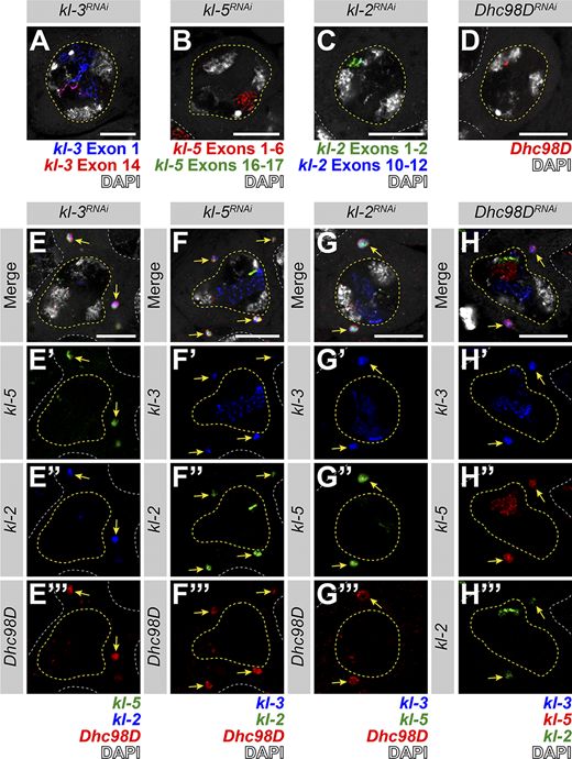 kl-granule formation is not dependent upon any one mRNA constituent. (A–D) smFISH against each known kl-granule mRNA constituent following RNAi of that constituent shows successful knockdown (no remaining cytoplasmic signal). Note that we use multiple smFISH probe sets for some mRNAs targeted against different regions of the transcript (see Table S1). (A)kl-3 exon 1 (blue), kl-3 exon 14 (red) and DAPI (white). (B)kl-5 exons 1–6 (red), kl-5 exons 16–17 (green), and DAPI (white). (C)kl-2 exons 1–2 (green), kl-2 exons 10–12 (blue), and DAPI (white). (D)Dhc98D (red) and DAPI (white). For all, SC nuclei, yellow dashed line; neighboring SC nuclei, white dashed line. Scale bars: 10 µm. (E–H) smFISH against the other three constituent mRNAs after RNAi of the fourth mRNA. Note that the color used to represent each smFISH probe corresponds to the probe sets in A–D. (E)kl-5 (green), kl-2 (blue), Dhc98D (red) and DAPI (white). (F)kl-3 (blue), kl-5 (green), Dhc98D (red), and DAPI (white). (G)kl-3 (blue), kl-5 (green), Dhc98D (red) and DAPI (white). (H)kl-3 (blue), kl-5 (red), kl-2 (green), and DAPI (white). For all, SC nuclei, yellow dashed line; neighboring SC nuclei, white dashed line; kl-granules, yellow arrows. Scale bars: 10 µm.
