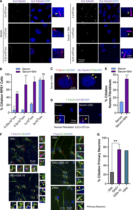 Hh activation induces ciliogenesis at LCD and in the presence of serum. (A) RPE1 cells plated at different cell densities and different conditions as indicated. The number of cells plated/cm2 is indicated. Cells were stained for acetylated (Ace) Tubulin as a ciliary marker. (B) Quantification of ciliated cells at different cell densities. (C) Hh-mediated cilia indicating different ciliary markers localized at cilia. (D) Immunofluorescence images of human fibroblast cells at LCD and treated with Shh (24 h). (E) Quantification of human fibroblast ciliated cells at LCD upon Shh treatment. (F) Immunofluorescence images of neurons from mouse cortex indicating a big field of view (stitches), as well as a higher magnification for ciliogenesis in cells with or without Hh activation. Hh was activated using either Shh CM or dual treatment of SAG plus GSA-10 for 24 h. (G) Quantification of ciliated cells at different conditions as indicated. **, P < 0.001; ***, P < 0.0001 comparing cells with Shh to those without Shh for the same condition. Number of cells (n) used for each experiment is listed in Table S4. Yellow and red numbers and arrows indicate the presence or absence of cilium, respectively.