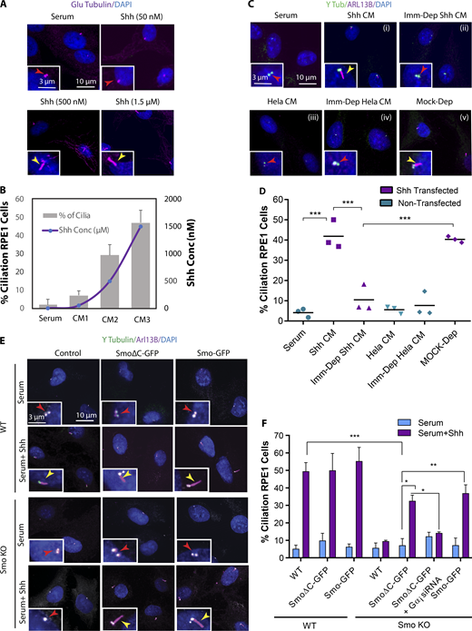 Noncanonical Hh promotes ciliogenesis through Smo activity. (A) Immunofluorescence images of RPE1 cells at LCD supplemented with serum and treated with Shh CM (24 h) containing different concentrations of Shh ligand as indicated. (B) Quantification of Shh ligand concentrations and percentage of ciliated cells for each Shh CM as indicated. (C) Immunofluorescence images of RPE1 cells plated at LCD supplemented with serum and treated with Shh CM (i), immunodepleted Shh CM (Imm-Dep Shh CM; ii), CM cultivated from nontransfected HeLa cells (HeLa CM; iii), CM cultivated from nontransfected HeLa cells and immunodepleted for Shh (Imm-Dep HeLa CM; iv), and Shh CM with mock immunodepletion (Mock-Dep), as indicated (v). (D) Quantification of ciliated cells for each condition as indicated. (E) WT and Smo KO RPE1 cells transfected with full-length Smo-GFP and SmoΔC-GFP. Cells were grown in serum, with or without Shh. (F) Quantification of ciliated cells for each condition as indicated. *, P < 0.01; **, P < 0.001; ***, P < 0.0001. Number of cells (n) used for each experiment (three to four repeats) is listed in Table S4. Yellow and red arrows indicate the presence or absence of a cilium, respectively. Refer to the image caption for details.