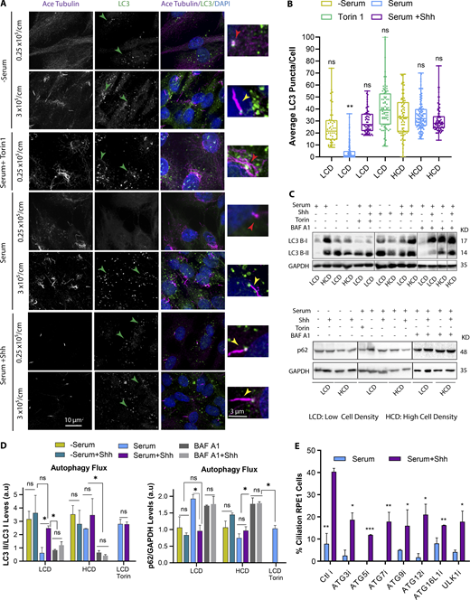 Hh activates autophagy to promote ciliogenesis. (A) RPE1 cells plated at different cell densities and different conditions as indicated. The number of cells plated/cm2 is indicated. Cells were stained for LC3 to assess the activation of autophagy and acetylated (Ace) Tubulin as a ciliary marker. Torin1 concentration is 250 nM. Cells were treated with Torin1 or Shh CM for 24 h. (B) Quantification of average of LC3 puncta/cells for each condition as indicated. Statistical significance compares all conditions to serum-starved cells at HCD. (C) Western blots were probed with LC3 or p62 to assess the activation of autophagy at different conditions as indicated. Cells were treated with Torin1 and bafilomycin A1 (BAF A1; 100 nM) for 4 and 2 h, respectively, followed by an additional 24 h supplemented with Shh CM. Black lines separate nonconsecutive parts of the same sets of Western blots. (D) Quantifications of LC3II/LC3I ratio and p62 levels to measure the autophagy flux for Western blots shown in C. (E) Quantification of ciliated cells for each siRNA depletion as indicated. *, P < 0.01; **, P < 0.001; ***, P < 0.0001 comparing all conditions to control cells with Shh. Number of cells (n) used for each experiment (three to four repeats) is listed in Table S4. Yellow, red, and green arrows point to cilium, no cilium, and LC3 puncta, respectively. Refer to the image caption for details.