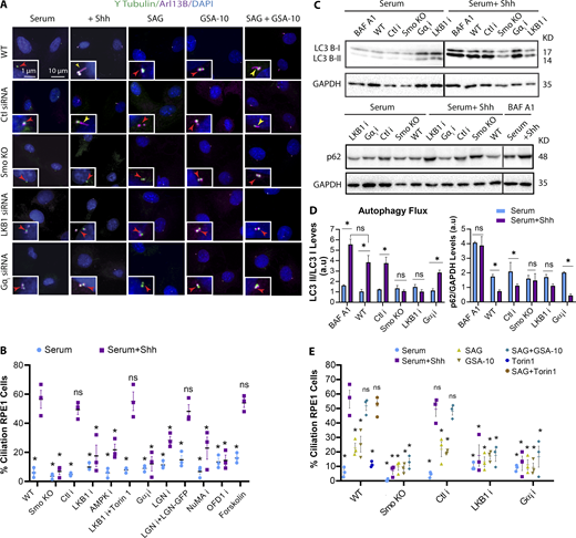 Smo agonists differentially activate LKB1 or Gαi, and both are required for ciliogenesis. (A) Immunofluorescence images of RPE1 WT, control siRNA, Smo KO, LKB1-depleted, and Gαi (1+2+3)–depleted cells at LCD and treated with Shh or different Smo agonists as indicated. (B) Quantification of ciliated cells at different conditions as indicated. Gαi siRNA represents KD of different isoforms, Gαi (1+2+3), and OFD1 siRNA represents KD of a combination of siRNAs, OFD1(1+2+3). (C) Western blots probed with LC3 or p62 to assess the activation of autophagy at different conditions as indicated. Cells were treated with bafilomycin A1 (BAF A1; 100 nM) for 2 h followed by an additional 6 h supplemented with Shh CM. Black lines separate nonconsecutive parts of the same sets of Western blots. (D) Quantifications of LC3II/LC3I ratio and p62 levels to measure the autophagy flux for Western blots shown in C. (E) Quantification of ciliated cells at different conditions as indicated. *, P < 0.01; **, P < 0.001; ***, P < 0.0001 comparing all conditions to control cells with Shh. Number of cells (n) used for each experiment (three to four repeats) is listed in Table S4. Yellow and red arrows indicate the presence or absence of a cilium, respectively. Refer to the image caption for details.