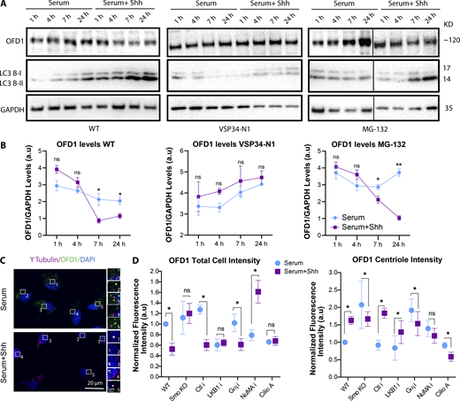 Smo activation of autophagy via LKB1 promotes the degradation of OFD1. (A) Western blots probed for OFD1 or LC3 to assess degradation of OFD1 or activation of autophagy, respectively, at different conditions as indicated. Cell were treated with or without Shh for different time periods as indicated. Black lines separate nonconsecutive parts of the same sets of Western blots. (B) Quantifications of OFD1 intensity for each Western blot shown in A as indicated. (C) Confocal images (stitched) of RPE1 cells indicating OFD1 distribution in cells plated at LCD and treated with or without Shh for 5 h, stained for OFD1 and γ Tubulin. OFD1 is removed from satellites, while its accumulation increases at centrioles upon Hh activation. Gαi siRNA reparents KD of different isoforms, Gαi (1+2+3). (D) Quantification of OFD1 total cell intensity, and OFD1 centriole intensity at different conditions as indicated. The quantifications were done using images taken with confocal microscopy. *, P < 0.01; **, P < 0.001, comparing Shh treated cells in each condition to those without Shh in the same condition . Number of cells (n) used for each experiment (three to four repeats) is listed in Table S4. Refer to the image caption for details.