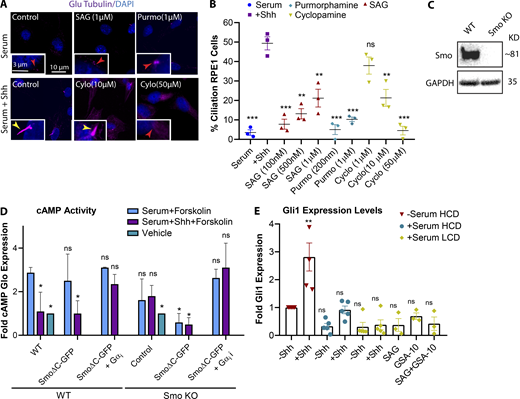 Different Smo agonists and antagonists affect Smo activities, differently. (A) Immunofluorescence images of RPE1 cells plated at LCD and treated with different concentrations of Hh agonists and antagonists as indicated. (B) Quantification of ciliated cells at different conditions as indicated. Statistical significances compare all conditions to control cells with Shh. (C) Western blot probed for Smo indicating Smo KO in CRISPR cell line compared with RPE1 WT. (D) Graph indicating cAMP Glo sensor expression levels as an indicator for cAMP activity for each condition as indicated. (E) Graph indicating Gli1 expression levels for each condition as indicated in comparison to serum-starved ciliated cells. Statistical significance compares all conditions to serum-starved cells at HCD without Shh. *, P < 0.01; **, P < 0.001; ***, P < 0.0001, comparing cells with Shh to those without Shh for the same condition unless otherwise indicated. Number of cells (n) used for each experiment (three repeats) is listed in Table S4. Yellow and red numbers and arrows indicate the presence or absence of a cilium, respectively. Refer to the image caption for details.