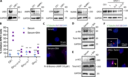 Smo activates autophagy via AMPK, and promotes Gαi activation to induce ciliogenesis. (A) Western blots indicating the efficiency of different KDs in RPE1 cells as indicated. OFD1 siRNAs represent a combination of different OFD1 siRNAs as indicated. (B) Quantification of ciliated cells for depletion of different Gαi isoforms using siRNA in RPE1 cells. (C) Immunofluorescence images of RPE1 cells plated at LCD and treated with Rp-8-Bromo cAMPs in the presence and absence of Shh. (D) Western blot probing for Akt total and phosphorylated to indicate the presence or absence of active mTOR upon Hh activation, respectively. (E) Western blot probing for total and phosphorylated acetyl-CoA carboxylase (ACC) to indicate the activation of AMPK upon Hh activation. (F) Immunofluorescence images of RPE1 cells plated at LCD and treated with SAG or SAG and Torin1 for 24 h.*, P < 0.01; **, P < 0.001, ***, P < 0.0001, comparing all conditions to control cells with Shh. Number of cells (n) used for each experiment (three repeats) is listed in Table S4. Yellow and red arrows indicate the presence or absence of a cilium, respectively. Refer to the image caption for details.