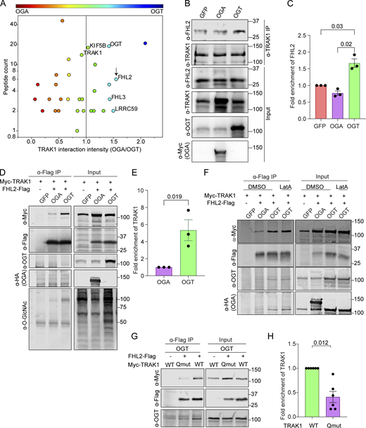 GlcNAcylated Milton coprecipitates with FHL2. (A) TRAK1-interacting proteins identified by SILAC-MS after IP of endogenous TRAK1 from HEK293T cells expressing either OGT or OGA. The OGT-expressing cells were also treated with 100 µM PUGNAc (an inhibitor of OGA) to maximize O-GlcNAcylation. Protein enrichment is plotted against peptide counts. Commonly detected contaminants were removed from the plot. (See Table S1 for the full list of proteins.) The constituents of the motor–adaptor complex and key hits (enriched in immunoprecipitates from cells expressing OGT) are labeled. FHL2 is marked by an arrow. (B and C) Endogenous TRAK1 was immunoprecipitated from HEK293T cells expressing OGT, OGA, or GFP (control). (B) Representative Western blots demonstrating the expression and co-IP efficiency of FHL2 with TRAK1 are shown for OGT-, OGA-, and GFP-expressing cells. (C) Quantification of co-IP efficiency of FHL2 with TRAK1 as the ratio of the intensity of the FHL2 band to that of TRAK1, normalized to the GFP condition. Immunoreactivity for endogenous FHL2 was enriched by ∼60% in the immunoprecipitates from cells expressing OGT. n = 3 independent transfections per condition. (D and E) OGT expression enhanced interaction of Myc-TRAK1 and FHL2-Flag coexpressed in HEK293T cells. HEK293T cells were cotransfected with Myc-TRAK1, FHL2-Flag, and OGT or OGA. After IP of FHL2-Flag, immunoblots (D) were probed for Myc-TRAK1, FHL2-Flag, OGT, HA-tagged OGA, and O-GlcNAc moieties (using the antibody RL2). Cells expressing GFP instead of FHL2-Flag were used as a control for nonspecific binding of Myc-TRAK1 to the Sepharose beads. The IP (E) was quantified as the ratio of the intensity of the Myc-TRAK1 band to that of the FHL2-Flag, normalized to the OGA condition. Myc-TRAK1 coprecipitated with FHL2-Flag strongly in the presence of OGT but weakly in the presence of OGA. n = 3 independent transfections per condition. (F) Interaction of Myc-TRAK1 and FHL2-Flag is independent of the actin cytoskeleton. Co-IP as in D, but cells were treated with DMSO or 0.05 µM LatA for 90 min before lysis. During IP, DMSO or 5 µM LatA was added to the IP buffer to prevent actin repolymerization in the lysate. Disruption of the actin cytoskeleton via LatA did not prevent the OGT-enhanced association of FHL2-Flag with Myc-TRAK1. (G and H) Interaction of Myc-TRAK1 and FHL2-Flag is dependent on the O-GlcNAcylation state of Myc-TRAK1. FHL2-Flag and OGT were coexpressed in HEK293T cells with either Myc-TRAK1WT or Myc-TRAK1QMut. (G) Representative Western blot of the FHL2-Flag immunoprecipitates. (H) Quantification of co-IP efficiency of Myc- TRAK1WT or Myc-TRAK1QMut with FHL2-Flag. Immunoprecipitates were quantified by measuring the ratio of the intensity of the Myc-TRAK1 band to that of the FHL2-Flag, normalized to the Myc-TRAK1WT condition. Although Myc-TRAK1WT coprecipitated with FHL2-Flag strongly in the presence of OGT, Myc-TRAK1QMut showed a 60% decrease in the FHL2-Flag interaction even in the presence of OGT. n = 6 from 3 independent transfections per condition. For all quantifications, P values are from ratio paired t tests. All data points are shown. Bars indicate mean ± SEM. For panels showing Western blots, molecular weights (in kD) are indicated on the right. Refer to the image caption for details.