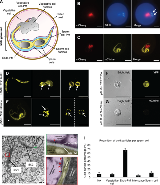 NLD is expressed in the vegetative cell of maize pollen, and protein localizes to the endo-PM of the MGU. (A) Schematic representation of the mature pollen grain organization, focusing on the MGU structure. The two sperm cells (yellow) are surrounded by an endo-PM (dark purple) originating from the PM of the vegetative cell. Light blue indicates the extracellular space (polysaccharide) of the MGU. (B) Characterization of NLD promoter activity (pNLD::H2B:mCherry) in mature pollen. Promoter activity (red signal) is found in the vegetative cell nucleus and not in the sperm cells nuclei. Nuclei are stained with DAPI (blue signal); white arrows indicate the sperm cells nuclei. (C) Subcellular localization of NLD protein (yellow signal) together with NLD promoter activity (red signal) in mature pollen. Confocal imaging (Z-stack projection) of mature pollen expressing pNLD::NLD:mCitrine and pNLD::H2B:mCherry constructs shows that NLD:mCitrine protein localizes at the MGU, whereas the promoter activity is found in the vegetative cell. (D–G) Sperm cells are released (white arrows) from mature pollen of pTUBα::YFP:TUBα (D and F) and pNLD::NLD:mCitrine (E and G) lines after osmotic shock (D and E) and sperm cells isolation using Percoll gradient (F and G). YFP:TUBα fusion protein is localized inside the sperm cells, whereas NLD:mCitrine fusion protein is not detected inside isolated sperm cells (white arrows). Asterisk in E shows an MGU before pollen burst (Z-stack projection). Scale bars in B–G = 20 µm. (H and I) Immunogold labeling of NLD:citrine protein in the MGU. (H) TEM pictures of mature pollen grain of the pNLD::NLD:mCitrine line focusing on the ultrastructure of the two sperm cells (SC1 and SC2). The red and green boxes are close-up views to visualize gold particles (red arrowheads) that recognize anti-citrine antibody and localize to the endo-PM of the MGU, and not the PM of sperm cells (SC PM). Scale bar in H = 0.5 µm. (I) Quantification of gold particles supporting preferential localization of NLD:mCitrine fusion protein at the endo-PM. Data are mean particle repartition (± SD) obtained from six different sperm cells, and quantification is detailed in Table S3. Vegetative cell, particles found within the vegetative cell; endo-PM, particles found in the endo-PM; interspace, particles found within the space between sperm cells PM and endo-PM; sperm cell, particles found in sperm cells (cytoplasm, nucleus, and sperm cells PM); NA, particles that could not be assigned to a particular compartment.
