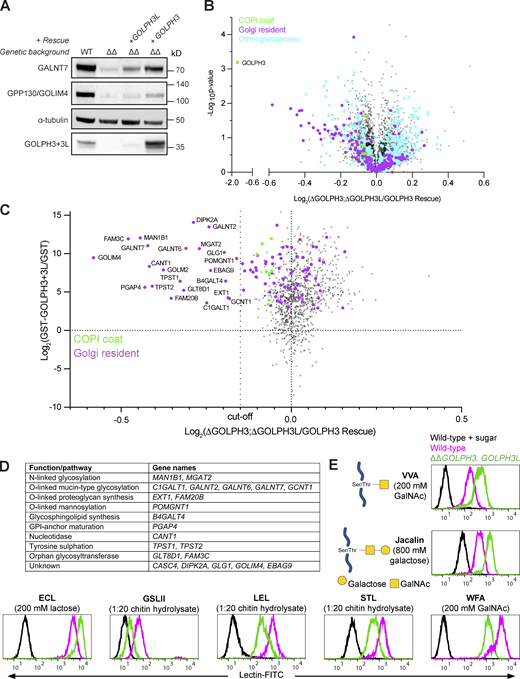 Deletion of GOLPH3 and GOLPH3L results in the destabilization of a diverse array of Golgi-resident enzymes.(A) Instability of Golgi-resident cargoes (GALNT7 and GPP130) upon deletion of both GOLPH3 genes. Immunoblots of whole-cell lysates from WT, ΔGOLPH3;ΔGOLPH3L, and polyclonal rescue U2OS cells. (B) Volcano plot comparing spectral intensity values for individual proteins in ΔGOLPH3;ΔGOLPH3L U2OS cells versus ΔGOLPH3;ΔGOLPH3L +GOLPH3 polyclonal rescue U2OS cells. The dataset was generated from two repeats and was Z-score normalized according to the median, and P values were generated from a Student’s t tests. COPI subunits (green), Golgi-resident integral membrane proteins (magenta), all other glycoproteins (cyan), based on Swiss-Prot (see Data S3). (C) Data from A for relative protein abundances in ΔGOLPH3;ΔGOLPH3L cells versus ΔGOLPH3;ΔGOLPH3L + GOLPH3 rescue cells plotted against the data for GST-GOLPH3+3L binding versus GST binding from Data S2 (combined dataset in Data S3 C). COPI coat and GOLPH3 proteins (green) and Golgi-resident integral membrane proteins (magenta); the dotted line shows the cutoff for degradation, below which all proteins are Golgi residents. (D) A table of the highest confidence GOLPH3+3L interactors. as named in C and defined by showing greater degradation than any non-Golgi protein. All are type II, apart from Glg1 (type I), PGAP4 (three TMDs), and EBAG9 (unclear). (E) Flow cytometry of lectin binding to ΔGOLPH3;ΔGOLPH3L and WT U2OS cells. FITC-conjugated lectins with different specificities (lectins recognizing O-linked glycans: VVA and jacalin). Lectin specificity was validated using saturating concentrations of the indicated competing sugar. Histograms are normalized to the mode value for each treatment. At least 10,000 events were collected for each cell line (Fig. S2), and the plots shown are representative of three biological replicates. Symbol nomenclature for glycans was used for illustrations (Varki et al., 2015).