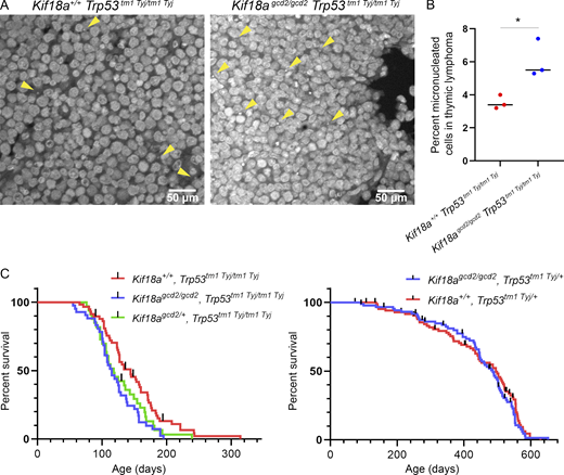 Loss of Kif18a function increases the percentage of micronucleated cells in tumors caused by Trp53 mutation but only modestly reduces survival.(A) Representative images of micronuclei (yellow arrowheads) observed in thymic lymphoma tumor sections, stained with Hoechst, from Kif18agcd2/gcd2, Trp53tm1 Tyj/tm1Tyj and Kif18a+/+, Trp53tm1 Tyj/tm1Tyj mice. (B) Plot showing the percentage of micronucleated cells observed in thymic lymphoma from the indicated genotypes. Data points represent individual biological samples. n = 3 biological replicates per genotype. Kif18a+/+, Trp53tm1 Tyj/tm1Tyj (n = 3,099 cells) and Kif18agcd2/gcd2, Trp53tm1 Tyj/tm1Tyj (n = 4,210 cells). *, P < 0.001 (Table S2). Statistical comparison was made using χ2 analysis. (C) Left: Kaplan–Meier survival curves for the indicated genotypes Kif18a+/+, Trp53tm1 Tyj/tm1Tyj (n = 58); Kif18agcd2/gcd2, Trp53tm1 Tyj/tm1Tyj (n = 41); and Kif18agcd2/+, Trp53tm1 Tyj/tm1Tyj (n = 33); *, P = 0.01. Right: Kaplan–Meier survival curves for the indicated genotypes Kif18agcd2/gcd2, Trp53tm1 Tyj/+ (n = 88) and Kif18a+/+, Trp53tm1 Tyj/+ (n = 87); P = 0.43, ns. Black lines represent censored data points. Indicated P values were obtained by performing log-rank analysis of mean survival time and a Wang–Allison test of maximal lifespan.