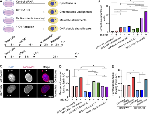 Micronuclei resulting from loss of KIF18A function in human cells infrequently lack lamin A/C. (A) Schematic of experimental design. Note that cells were either treated with siRNA (†) or nocodazole washout (††), but not both. (B) Plot showing percentage of micronucleated RPE1 cells following treatment with the indicated siRNAs or drug washout. n = 4,188 (RPE1 control KD), n = 3,536 (RPE1 control + p53 KD), n = 661 (KIF18A KO control KD), n = 869 (KIF18A KO control KD + p53 KD), n = 1,223 (RPE1 MAD2 KD), n = 1,157 (MAD2 KD + p53 KD), n = 4,005 (RPE1 + nocodazole washout), n = 2,189 (RPE1 1 Gy, control KD), n = 3,080 (RPE1 1 Gy, control KD + p53 KD). *, P < 0.0001 (Table S6). (C) Representative images of fixed, micronucleated RPE1 cells labeled with DAPI (DNA, blue) and lamin A/C (red). (D) Plot showing percentage of micronucleated cells that lacked complete lamin A/C within micronuclear envelopes following the indicated treatments. n = 485 (RPE1 control KD), n = 510 (RPE1 control + p53 KD), n = 807 (KIF18A KO control KD), n = 720 (KIF18A KO control KD + p53 KD), n = 631 (RPE1 MAD2 KD), n = 648 (RPE1 MAD2 KD + p53 KD), n = 726 (RPE1 + nocodazole washout), n = 622 (RPE1 1 Gy, control KD), n = 778 (RPE1 1 Gy, control KD + p53 KD). *, P < 0.01 (Table S7). (E) Plot showing percentage of micronuclei that lacked complete lamin A/C within micronuclear envelopes in RPE1 control and KIF18A KO cells subjected to DMSO treatment or nocodazole washout, as indicated. n = 161 (RPE1 untreated), n = 162 (RPE1 + DMSO washout), n = 171 (RPE1 + nocodazole washout), n = 253 (KIF18A KO untreated), n = 293 (KIF18A KO + DMSO washout), n = 278 (KIF18A KO + nocodazole washout). *, P < 0.01 (Table S8). Data are from three independent experiments (B, C, and E) and from four experiments (D). Indicated P values were calculated by χ2 analysis.