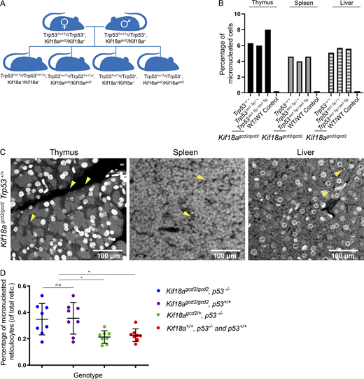 Kif18a mutant mice display similarly elevated levels of micronuclei in healthy tissues, regardless of p53 status.(A) Schematic of cross to generate Kif18agcd2, Trp53tm1 Tyj mice. (B) Quantification of micronucleated cells, as observed by Hoechst stain, in thymus, spleen, and liver tissues from healthy individuals homozygous for the Kif18Agcd2 mutation and with WT Trp53, Trp53tm1 Tyj/+, or Trp53tm1 Tyj/tm1 Tyj. n = 3 tissue types from one biological sample per each genotype. Percentages are the average from two independent counts of each tissue. Micronucleated cell counts were Kif18agcd2/gcd2, Trp53+/+, 83 of 1,317 in thymus, 119 of 2,587 in spleen, and 57 of 1,115 in liver; Kif18agcd2/gcd2, Trp53+/tm1 Tyj, 120 of 1,496 in thymus, 68 of 1,468 in spleen, and 41 of 735 in liver; and Kif18agcd2/gcd2, Trp53tm1 Tyj/tm1 Tyj, 36 of 602 in thymus, 97 of 2,410 in spleen, and 46 of 811 in liver (Table S1). (C) Representative images of micronuclei (yellow arrowheads) observed in healthy (left to right) thymus, spleen, and liver tissue sections from a Kif18agcd2/gcd2, p53+/+ mouse. (D) Plot showing percentages of micronucleated Ret (of total Ret) quantified via peripheral blood assay from male and female mice of genotypes Kif18agcd2/gcd2, Trp53tm1 Tyj/tm1Tyj (n = 8); Kif18agcd2/gcd2, Trp53+/+ (n = 8); Kif18agcd2/+, Trp53tm1 Tyj/tm1Tyj (n = 8); and Kif18a+/+, Trp53tm1 Tyj/tm1Tyj and Trp53+/+ (n = 8). Data points indicate individual biological replicates. Error bars represent SD. Statistical analysis was performed using pairwise ANOVA comparisons of means, α = 0.05. *, P < 0.01. Refer to the image caption for details.
