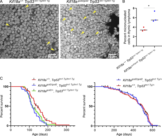 Loss of Kif18a function increases the percentage of micronucleated cells in tumors caused by Trp53 mutation but only modestly reduces survival.(A) Representative images of micronuclei (yellow arrowheads) observed in thymic lymphoma tumor sections, stained with Hoechst, from Kif18agcd2/gcd2, Trp53tm1 Tyj/tm1Tyj and Kif18a+/+, Trp53tm1 Tyj/tm1Tyj mice. (B) Plot showing the percentage of micronucleated cells observed in thymic lymphoma from the indicated genotypes. Data points represent individual biological samples. n = 3 biological replicates per genotype. Kif18a+/+, Trp53tm1 Tyj/tm1Tyj (n = 3,099 cells) and Kif18agcd2/gcd2, Trp53tm1 Tyj/tm1Tyj (n = 4,210 cells). *, P < 0.001 (Table S2). Statistical comparison was made using χ2 analysis. (C) Left: Kaplan–Meier survival curves for the indicated genotypes Kif18a+/+, Trp53tm1 Tyj/tm1Tyj (n = 58); Kif18agcd2/gcd2, Trp53tm1 Tyj/tm1Tyj (n = 41); and Kif18agcd2/+, Trp53tm1 Tyj/tm1Tyj (n = 33); *, P = 0.01. Right: Kaplan–Meier survival curves for the indicated genotypes Kif18agcd2/gcd2, Trp53tm1 Tyj/+ (n = 88) and Kif18a+/+, Trp53tm1 Tyj/+ (n = 87); P = 0.43, ns. Black lines represent censored data points. Indicated P values were obtained by performing log-rank analysis of mean survival time and a Wang–Allison test of maximal lifespan. Refer to the image caption for details.