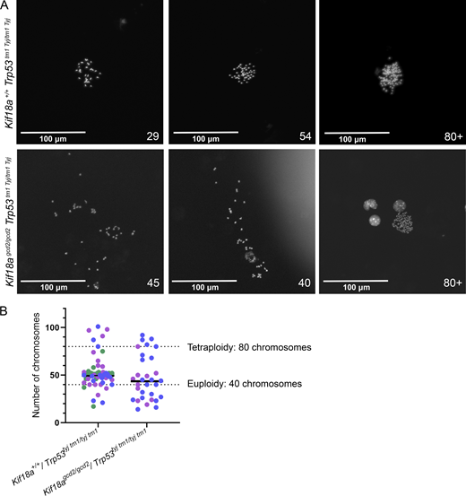 Frequency of micronuclei is increased in thymic lymphoma tissues from Kif18a mutants. (A) Representative images of nuclear envelopes for primary nuclei and micronuclei occurring in healthy mouse tissue (top) and in thymic lymphoma (middle and bottom) from the indicated genotypes. Sections were stained with Hoechst (DNA, blue), ezrin (plasma membrane, red), and lamin A/C (nuclear envelope, green). Arrowheads indicate micronuclei; yellow arrowheads show micronuclei with complete lamin A/C, and red arrowheads show incomplete micronuclei. (B) Plot showing the percentage of micronucleated cells in thymic lymphoma tissues for indicated genotypes. Data points represent individual biological samples. n = 3 biological replicates per genotype: Kif18a+/+, Trp53tm1 Tyj/tm1Tyj (n = 1,632 cells); Kif18agcd2/gcd2, Trp53tm1 Tyj/tm1Tyj (n = 1,615 cells). *, P < 0.01 (Table S4). Statistical comparison was made using χ2 analysis. (C) Plot showing the percentage of micronuclei lacking recruitment of lamin A/C in thymic lymphoma tissues for indicated genotypes. Data points represent individual biological samples. n = 3 biological replicates per genotype: Kif18a+/+, Trp53tm1 Tyj/tm1Tyj (n = 54 micronuclei); Kif18agcd2/gcd2, Trp53tm1 Tyj/tm1Tyj (n = 90 micronuclei). P = 0.29, ns (Table S5). Statistical comparison was made using χ2 analysis.