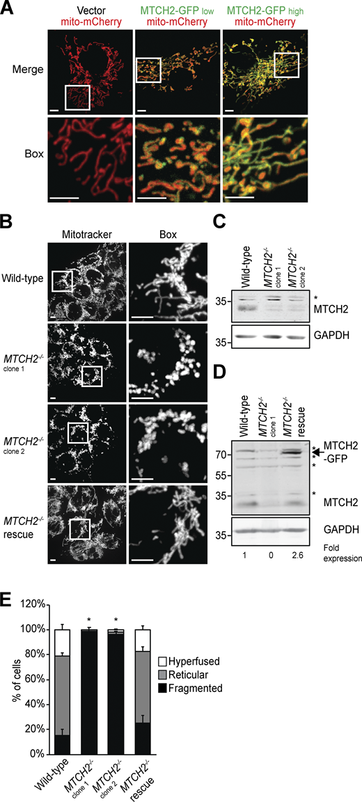 MTCH2 regulates mitochondrial fusion.(A) COS7 cells transiently transfected with matrix-targeted mito-mCherry and a low (25 ng) or high (250 ng) amount of MTCH2-GFP. Scale bars = 5 µm. (B) MitoTracker red staining of WT HCT116 cells, two independently generated MTCH2−/− CRISPR cell lines, and a MTCH2−/− line that stably expresses MTCH2-GFP (MTCH2−/− rescue). Scale bars = 5 µm. (C and D) Immunoblot for MTCH2 expression in lysates from indicated cell lines. Fold expression was determined by relative density analysis. *, Nonspecific bands. (E) Quantification of mitochondrial morphology in cell lines described in B. Error bars show mean + SEM of at least three independent experiments. Statistical significance was evaluated between fragmented values by one-way ANOVA followed by Tukey’s HSD test. *, P < 0.05. Source data are available for this figure: SourceData F1. Refer to the image caption for details.